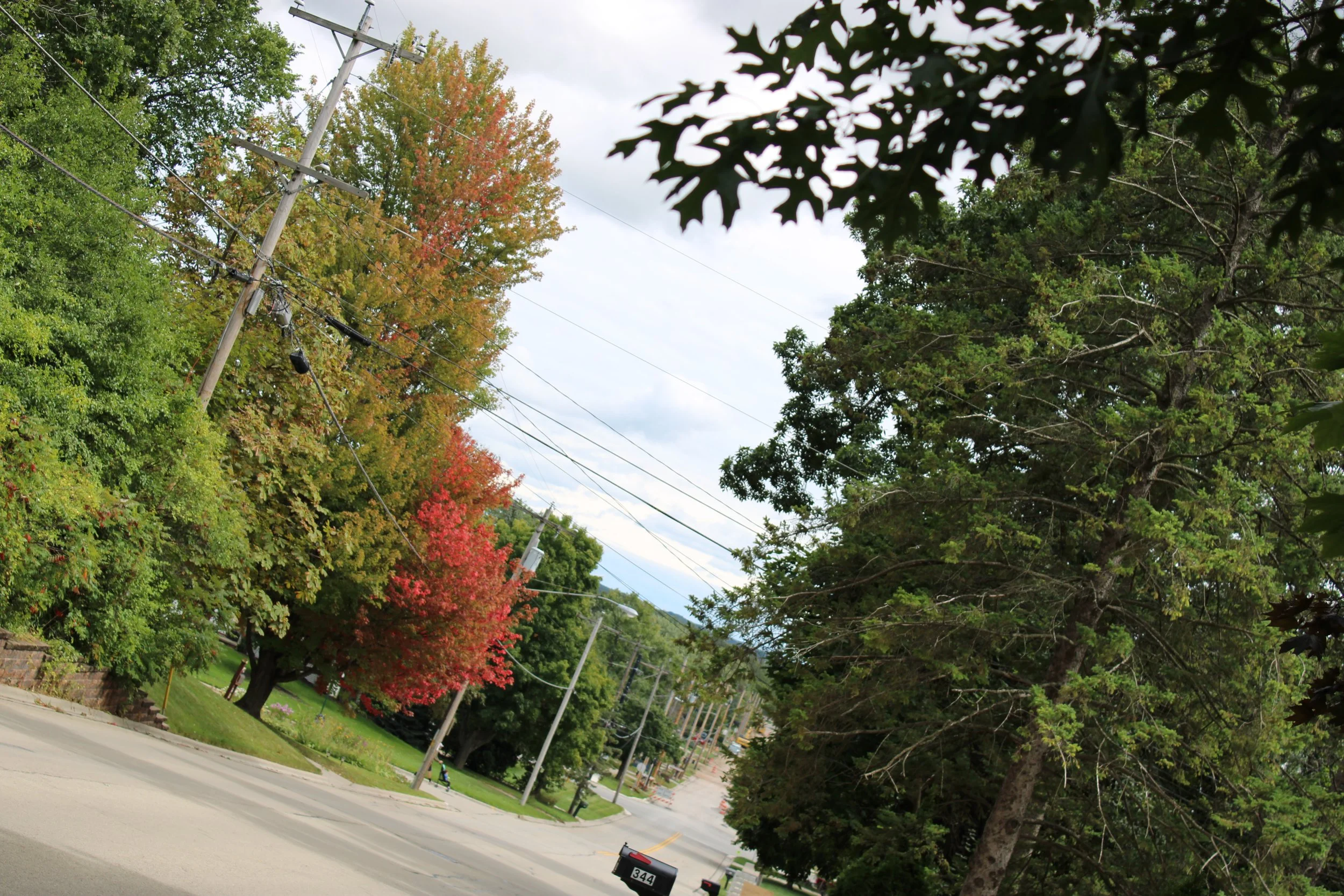 Fall Colors on the street